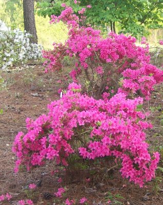 some of the azaleas.JPG