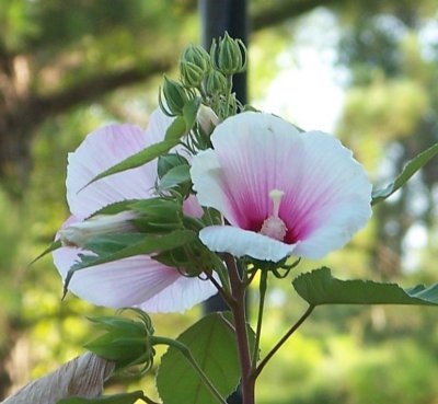 pink & white perennial hibiscus.jpg