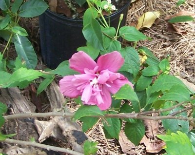new rose of sharon.JPG