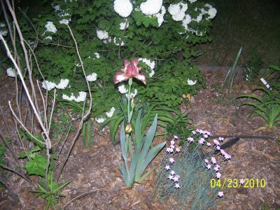 MY plants at HIS house