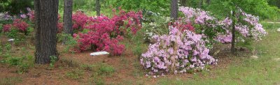 April flowers 2010 017.JPG
