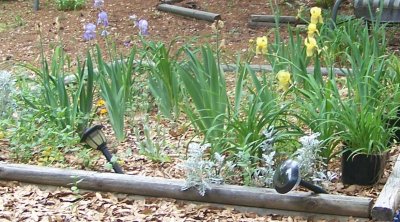 April flowers 2010 019.JPG