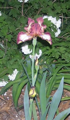 2010 plants