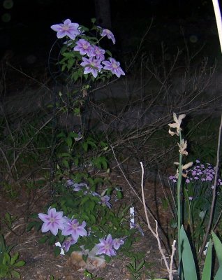 night shot of nelly moser.jpg