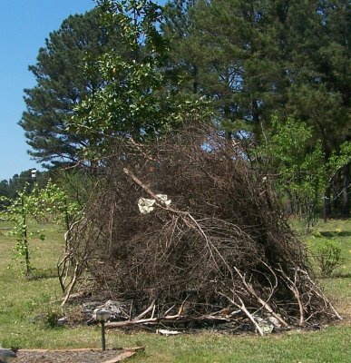 one of many burn piles - spring 2010 003.JPG