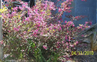 spring 2010 005.JPG