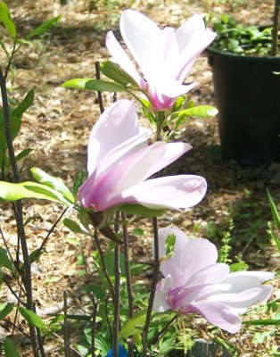 spring 2010 007.JPG