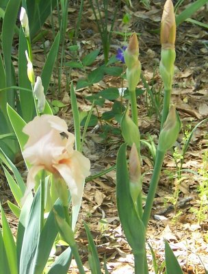 spring 2010 010.JPG