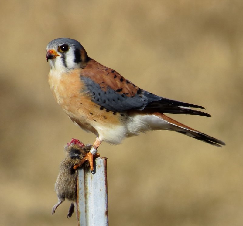American Kestrel