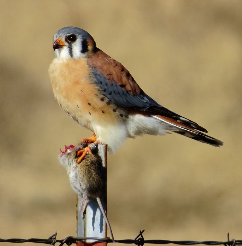 American Kestrel