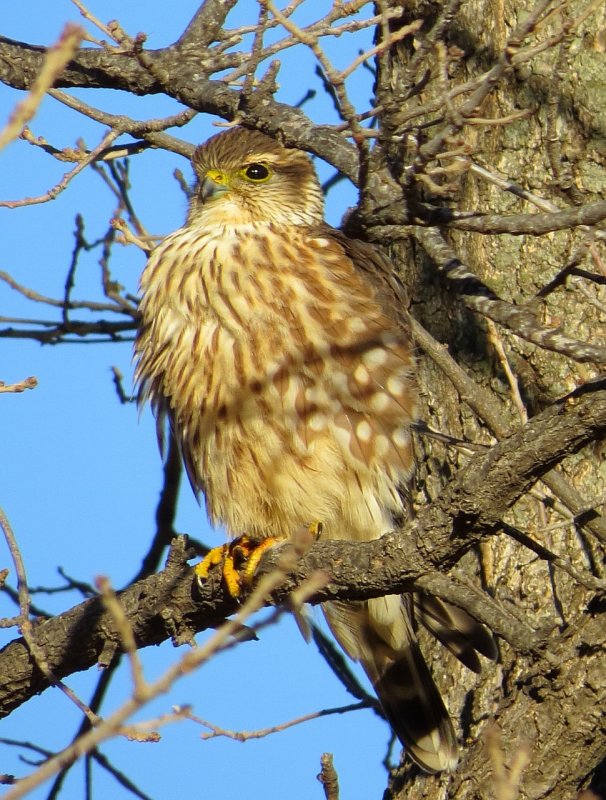 Merlin