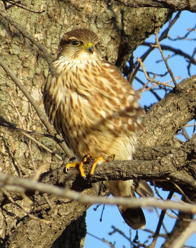 Merlin