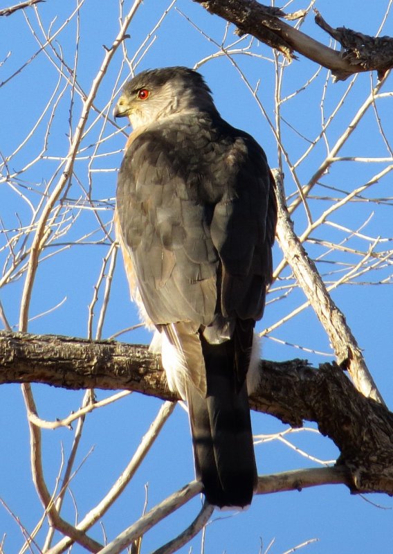 Coopers Hawk