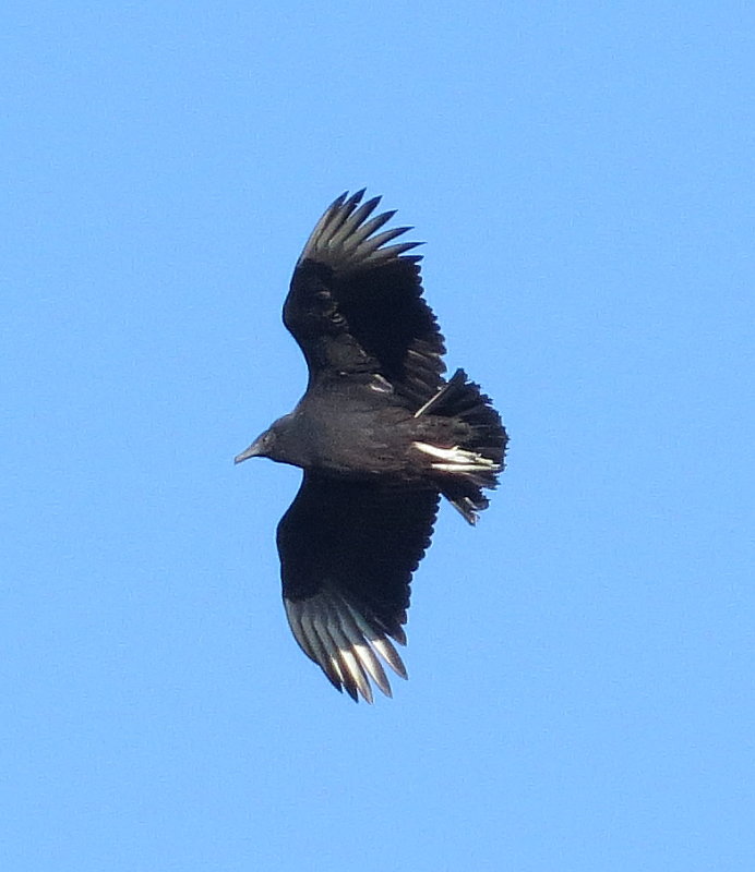 Black Vulture