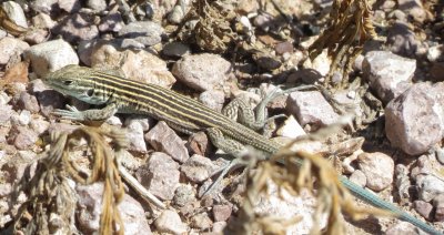 Desert Grassland Whiptail