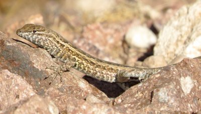 Common Side-Blotched Lizard