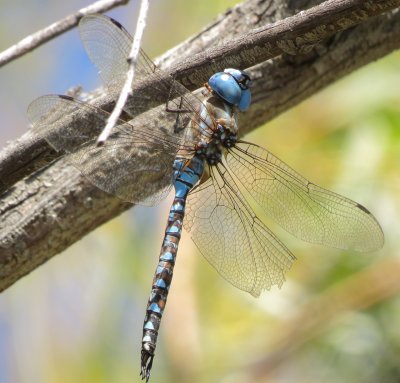 Blue-Eyed Darner