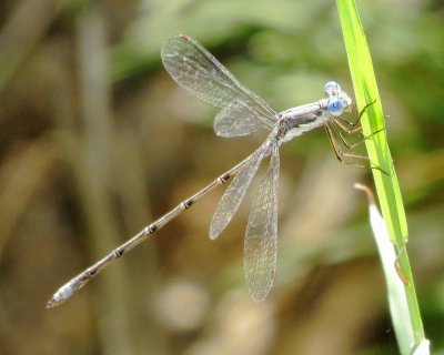 Spotted Spreadwing