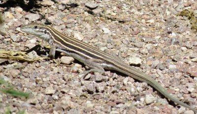 Desert Grassland Whiptail