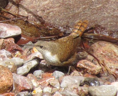 Canyon Wren