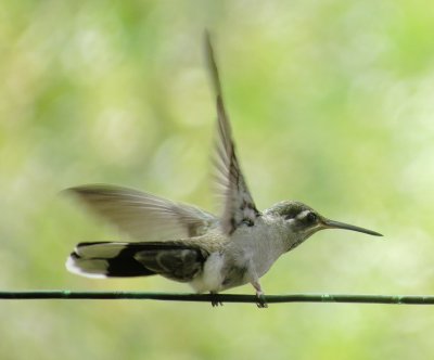 Blue-Throated Mountain Gem