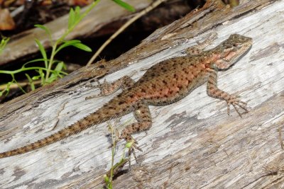 Yarrow's Spiny Lizard