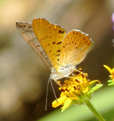 Ares Metalmark