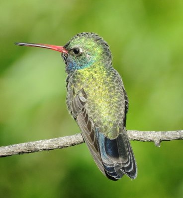 Broad-Billed Hummingbird