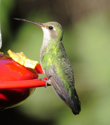 Broad-Billed Hummingbird