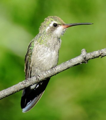 Broad-Billed Hummingbird