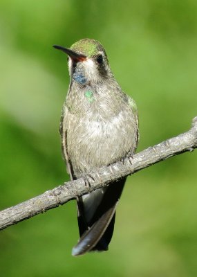 Broad-Billed Hummingbird
