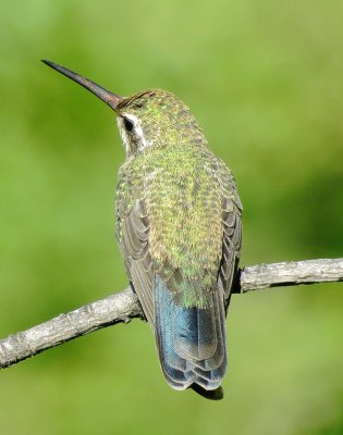 Broad-Billed Hummingbird