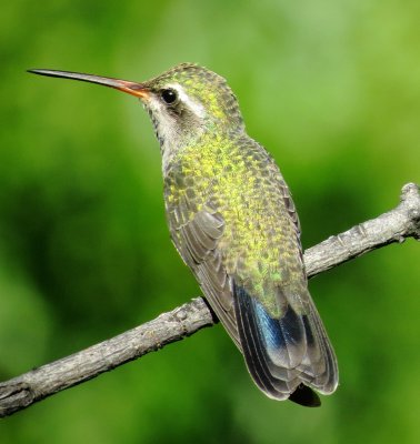 Broad-Billed Hummingbird