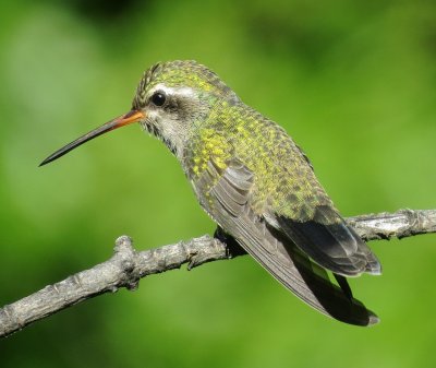 Broad-Billed Hummingbird