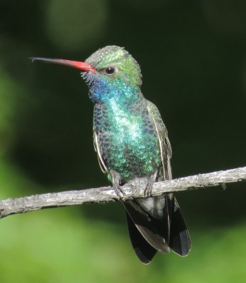 Broad-Billed Hummingbird