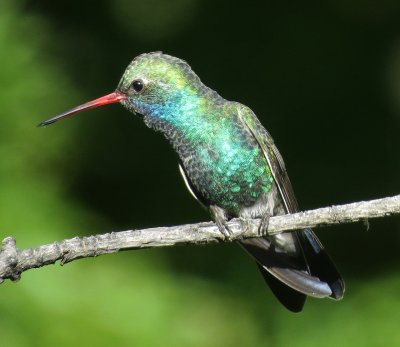 Broad-Billed Hummingbird