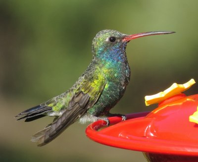 Broad-Billed Hummingbird