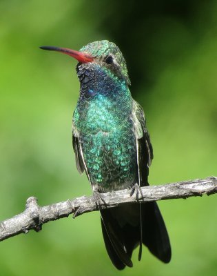 Broad-Billed Hummingbird