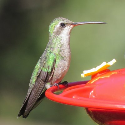 Broad-Billed Hummingbird