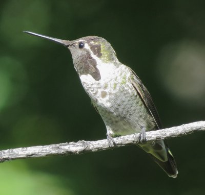 Anna's Hummingbird