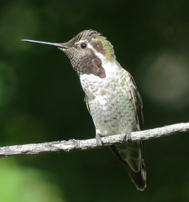 Anna's Hummingbird