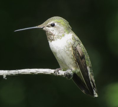Anna's Hummingbird