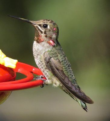 Anna's Hummingbird