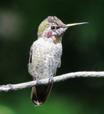 Anna's Hummingbird