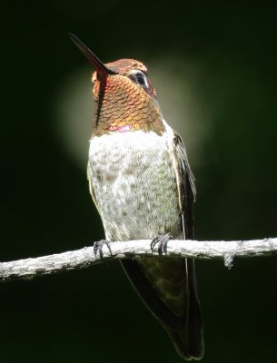 Anna's Hummingbird