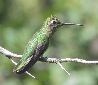 Magnificent (Rivoli's) Hummingbird