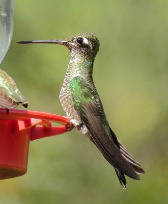 Magnificent (Rivoli's) Hummingbird