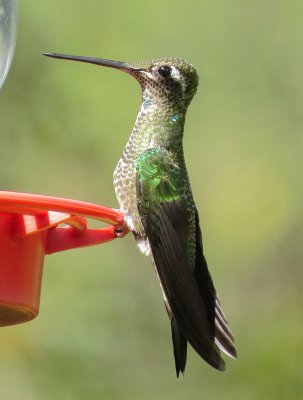 Magnificent (Rivoli's) Hummingbird