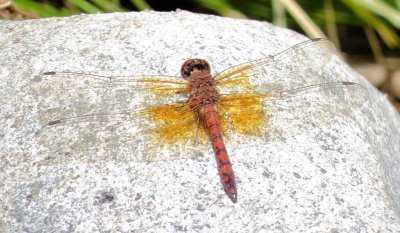 Red Rock Skimmer
