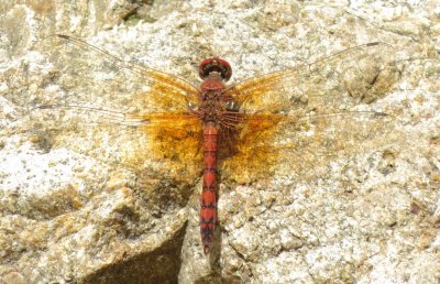 Red Rock Skimmer